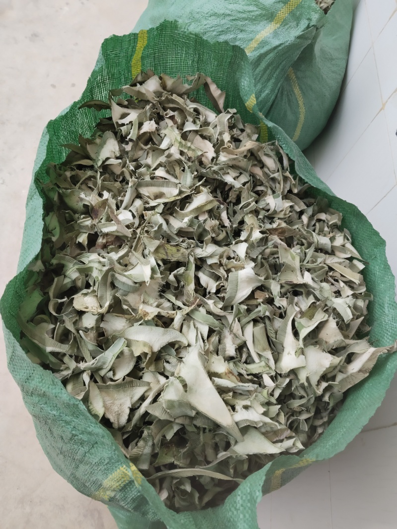 剑麻（龙舌兰）