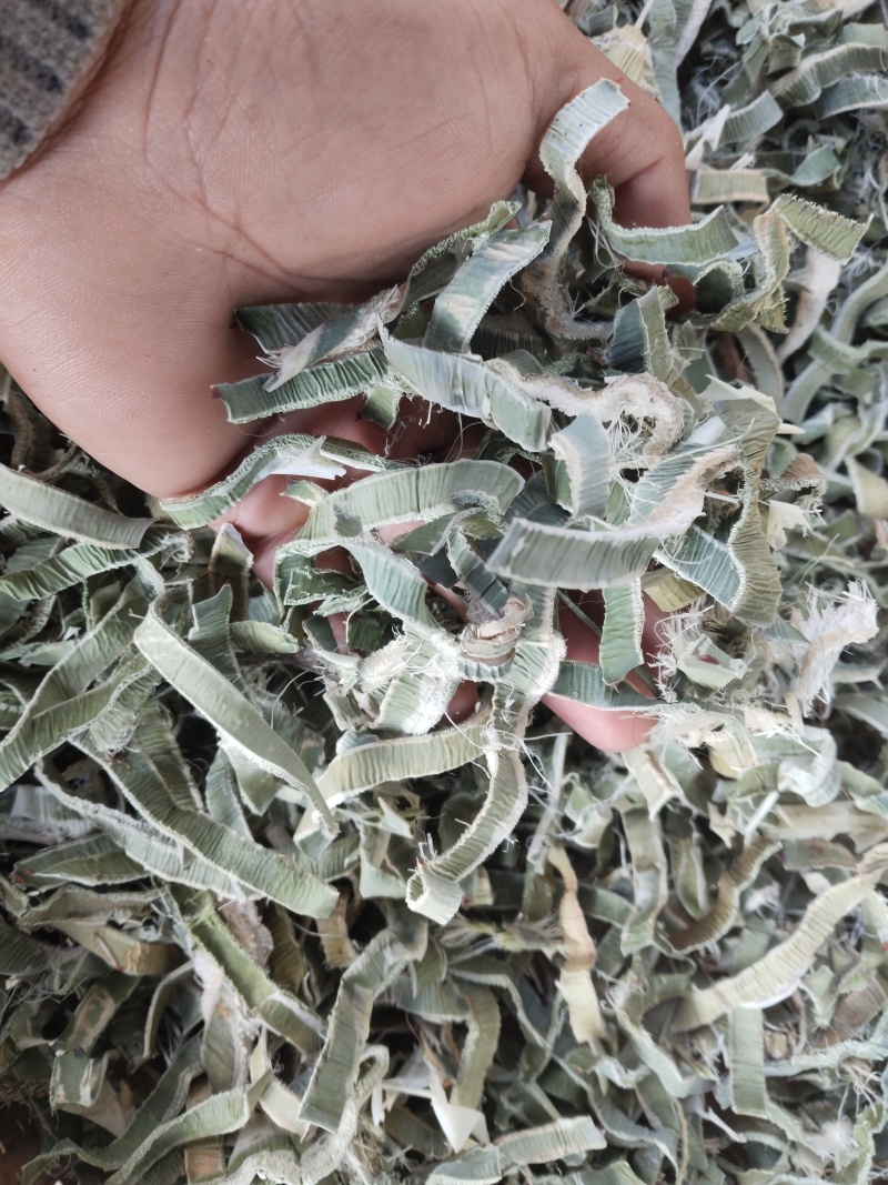 剑麻（龙舌兰）
