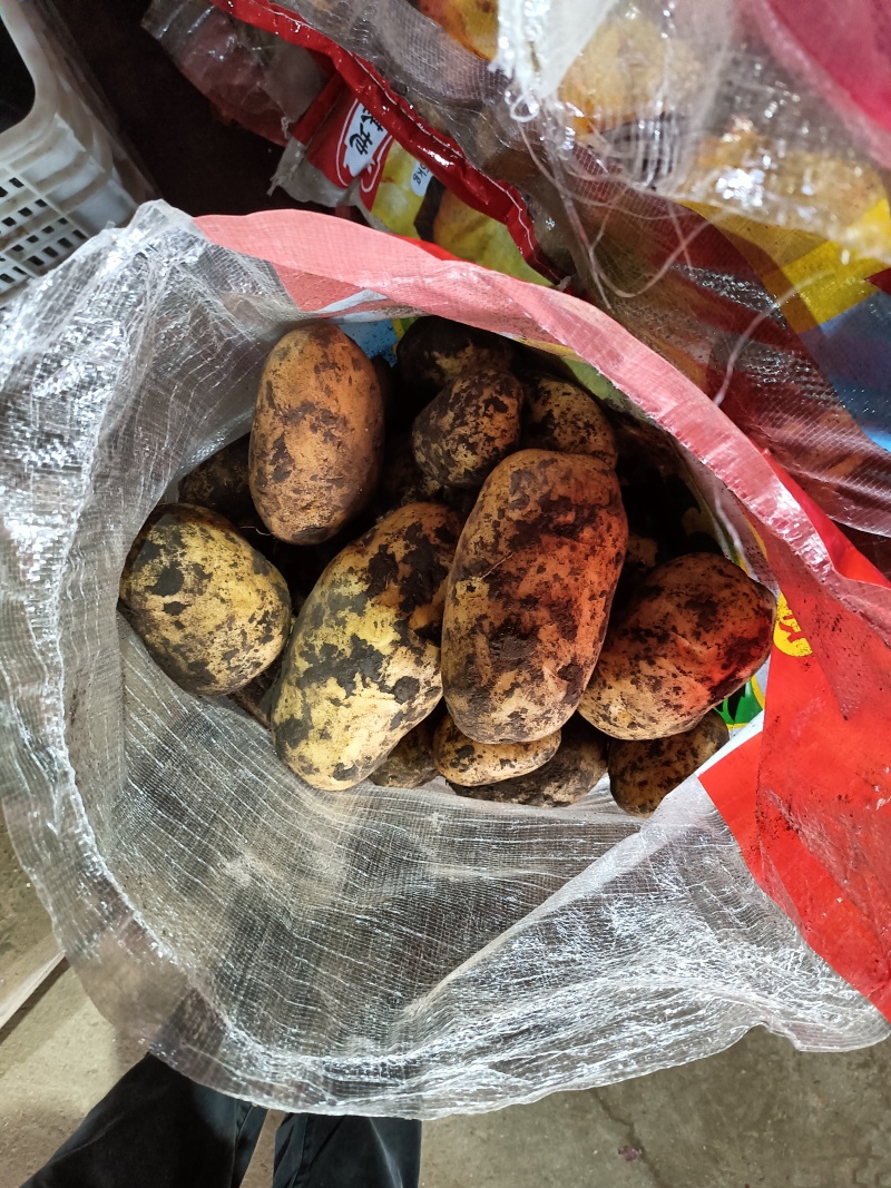 内蒙荷兰十五土豆种