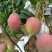 《热龙芒果》四川攀枝花原产地代办品质供货欢迎致电详谈