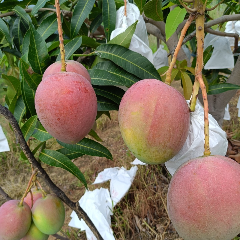 《热龙芒果》四川攀枝花原产地代办品质供货欢迎致电详谈