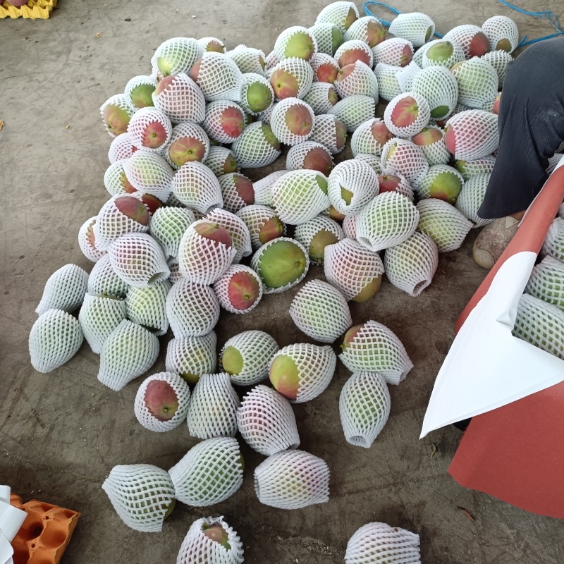 《热龙芒果》四川攀枝花原产地代办品质供货欢迎致电详谈