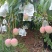 《热龙芒果》四川攀枝花原产地代办品质供货欢迎致电详谈