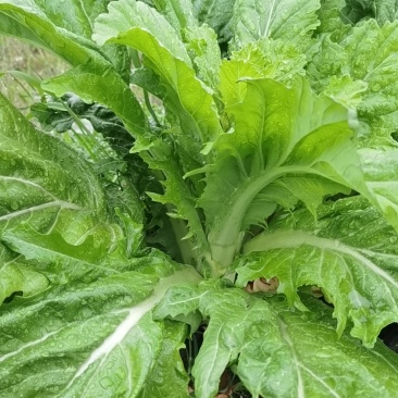 棒菜