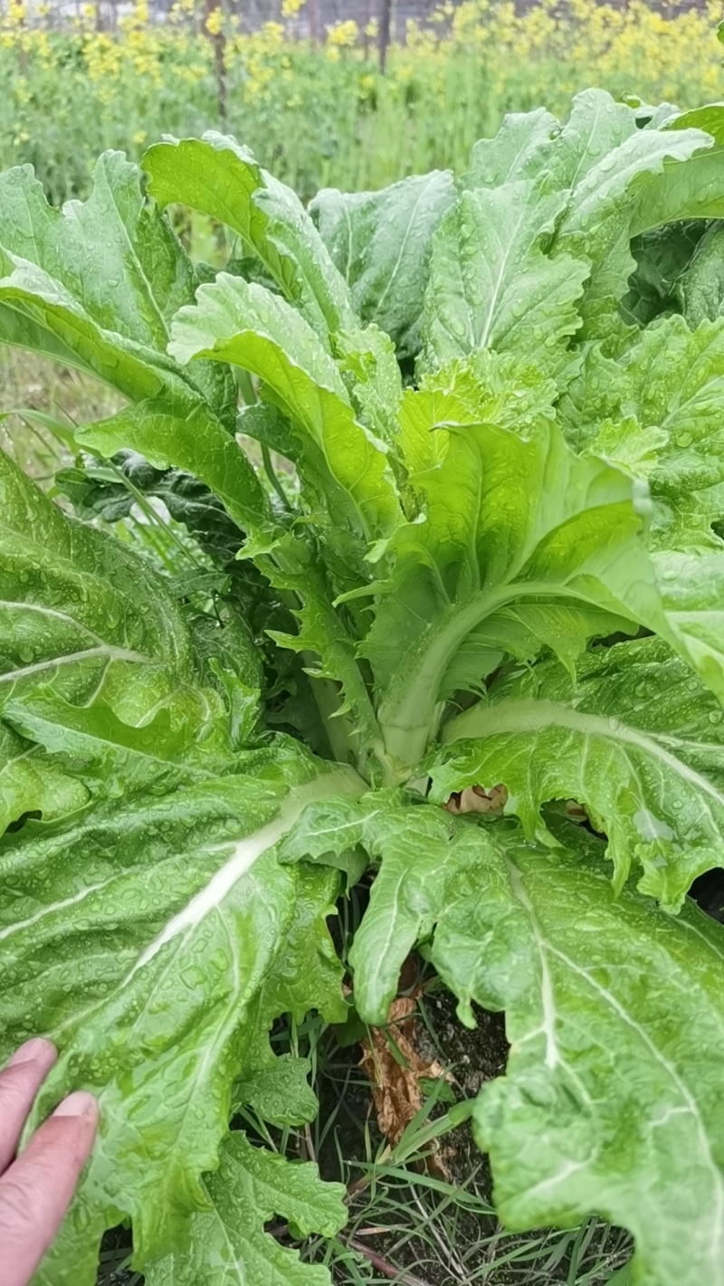 棒菜
