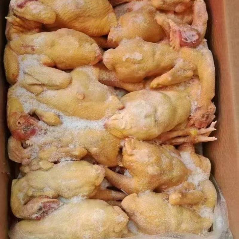 清远鸡