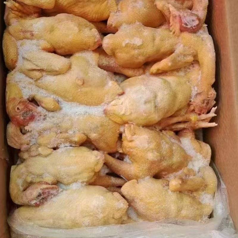 清远鸡