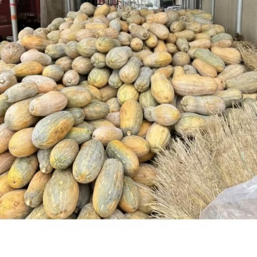 密本南瓜香芋南瓜贝贝南瓜产地一手货源直供可视频