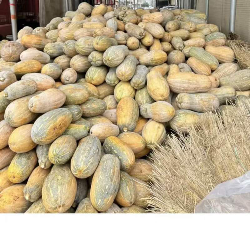 密本南瓜香芋南瓜贝贝南瓜产地一手货源直供可视频