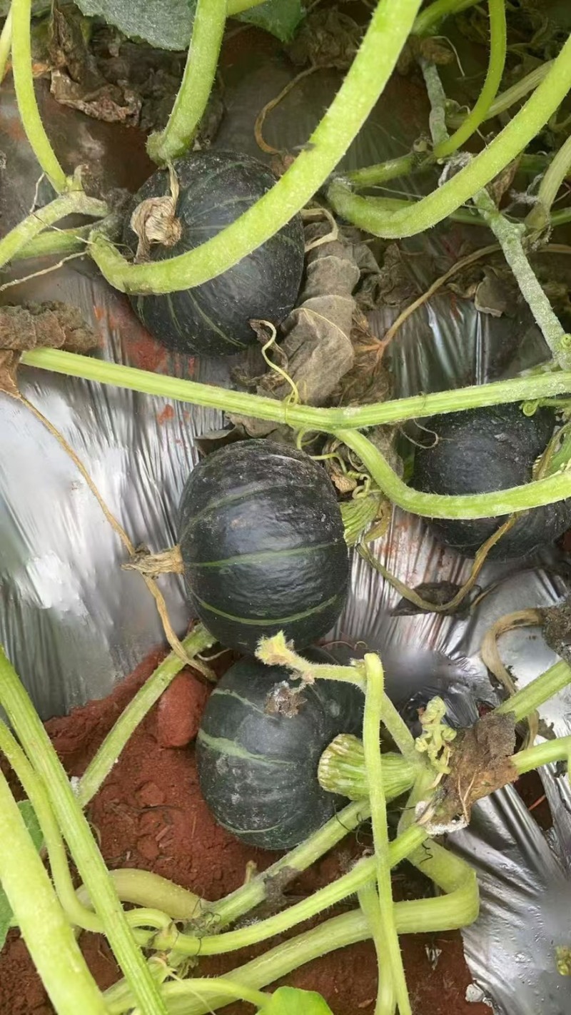密本南瓜香芋南瓜贝贝南瓜产地一手货源直供可视频