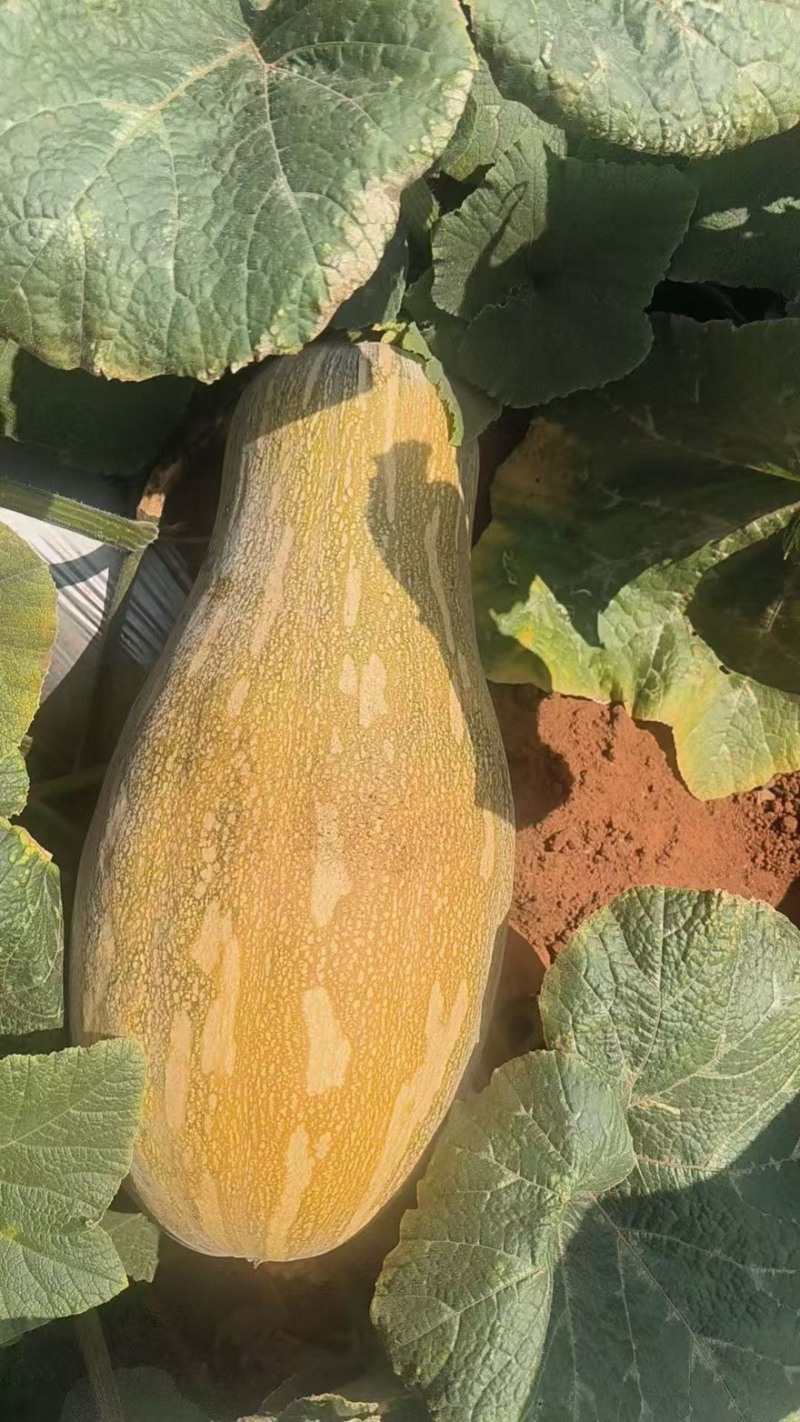 密本南瓜香芋南瓜贝贝南瓜产地一手货源直供可视频