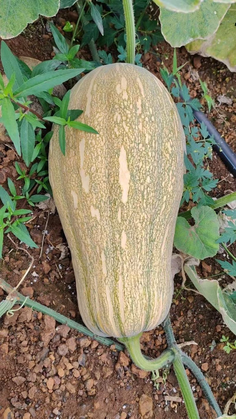 密本南瓜香芋南瓜贝贝南瓜产地一手货源直供可视频