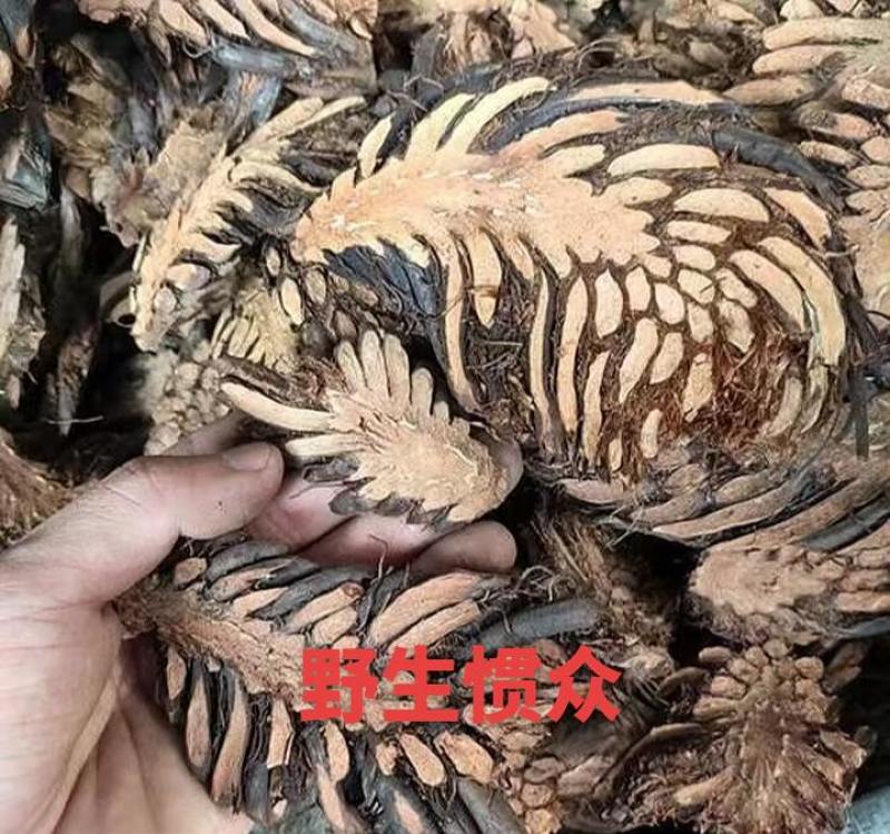 绵马贯众