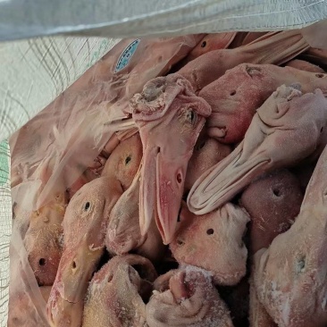 大板鸭头