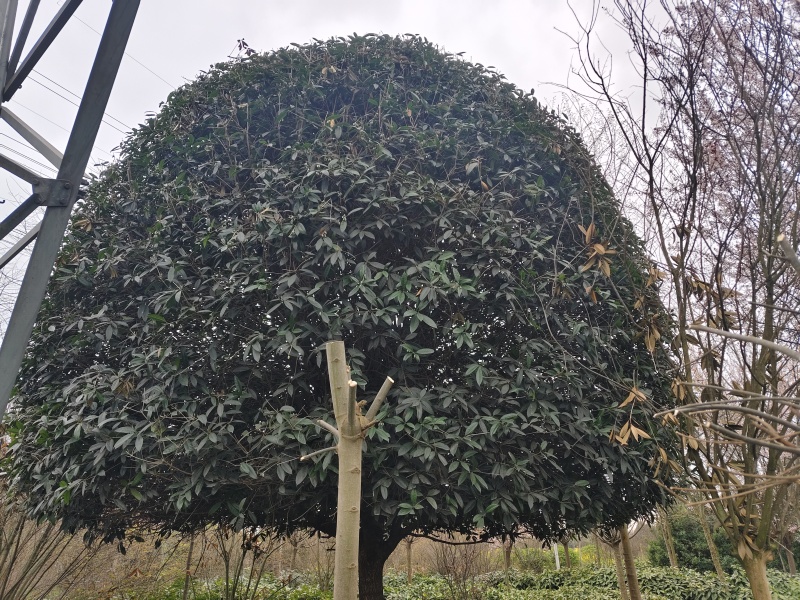 桂花树