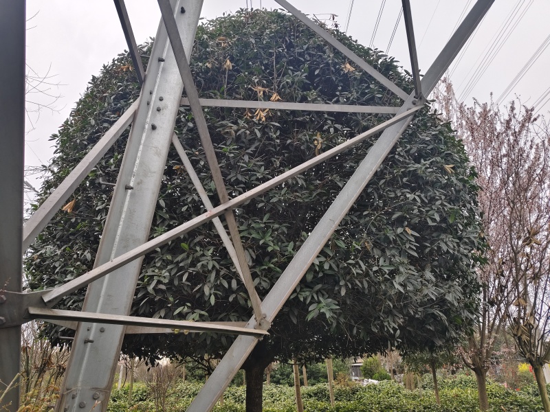 桂花树