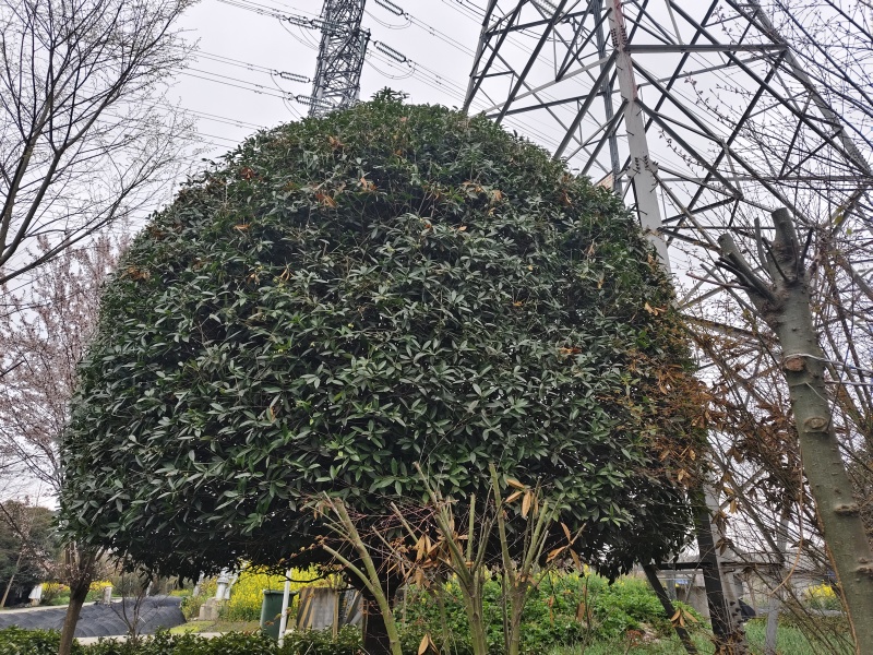桂花树
