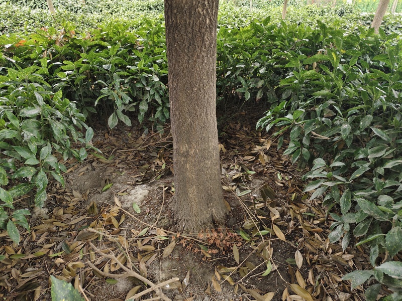 桂花树