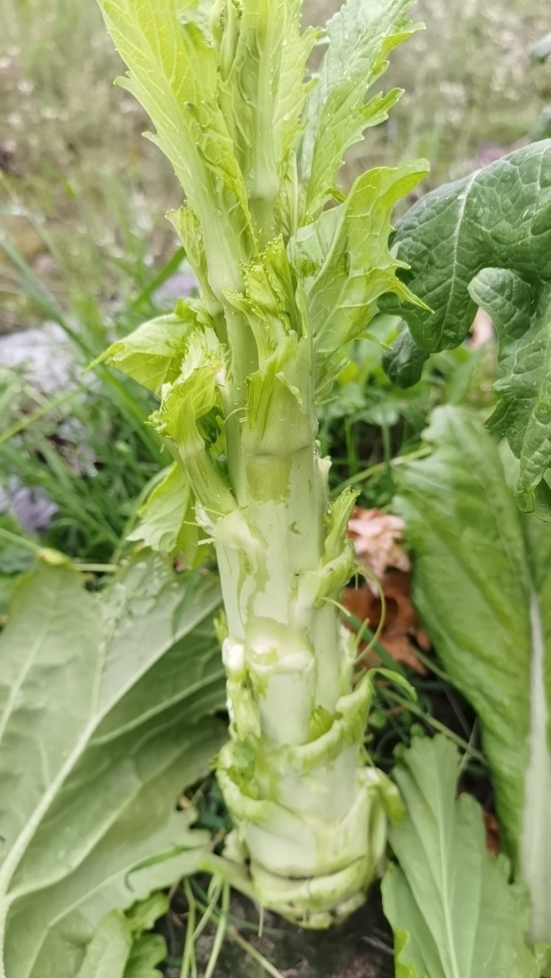 棒菜