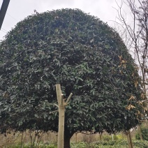 桂花树