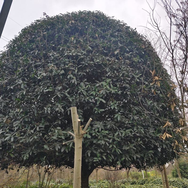 桂花树