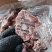 内蒙羊蝎子带肉率高颜色新鲜