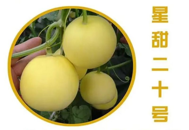 嫁接星甜二十甜瓜苗