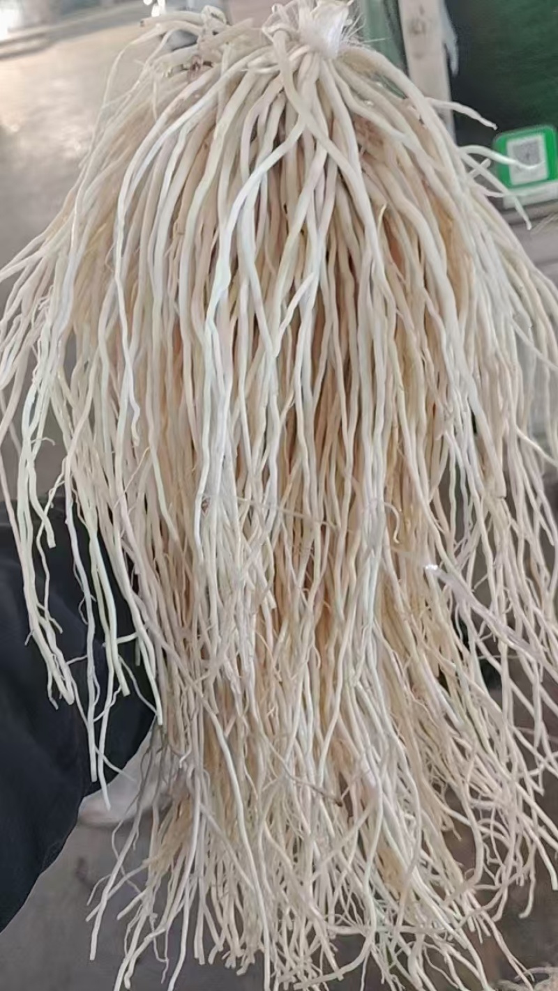 韭菜根