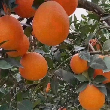 奉节脐橙