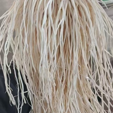 韭菜根
