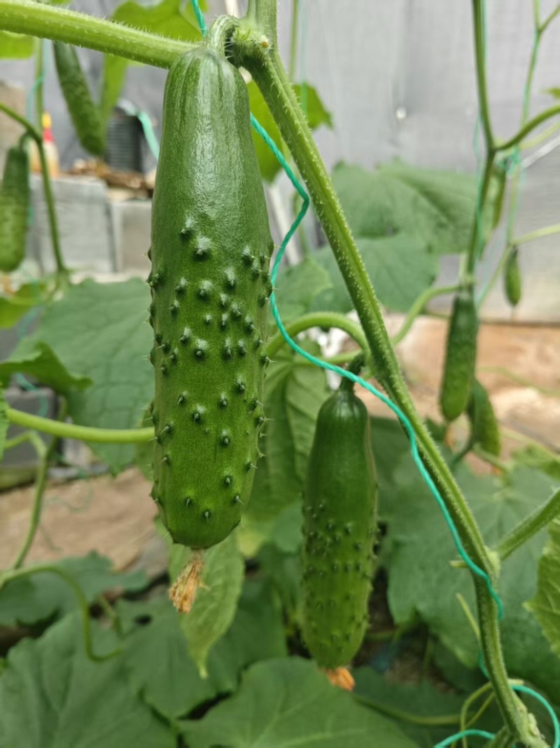 旱黄瓜嫁接苗浅绿色四季可种植嫁接水果黄瓜苗