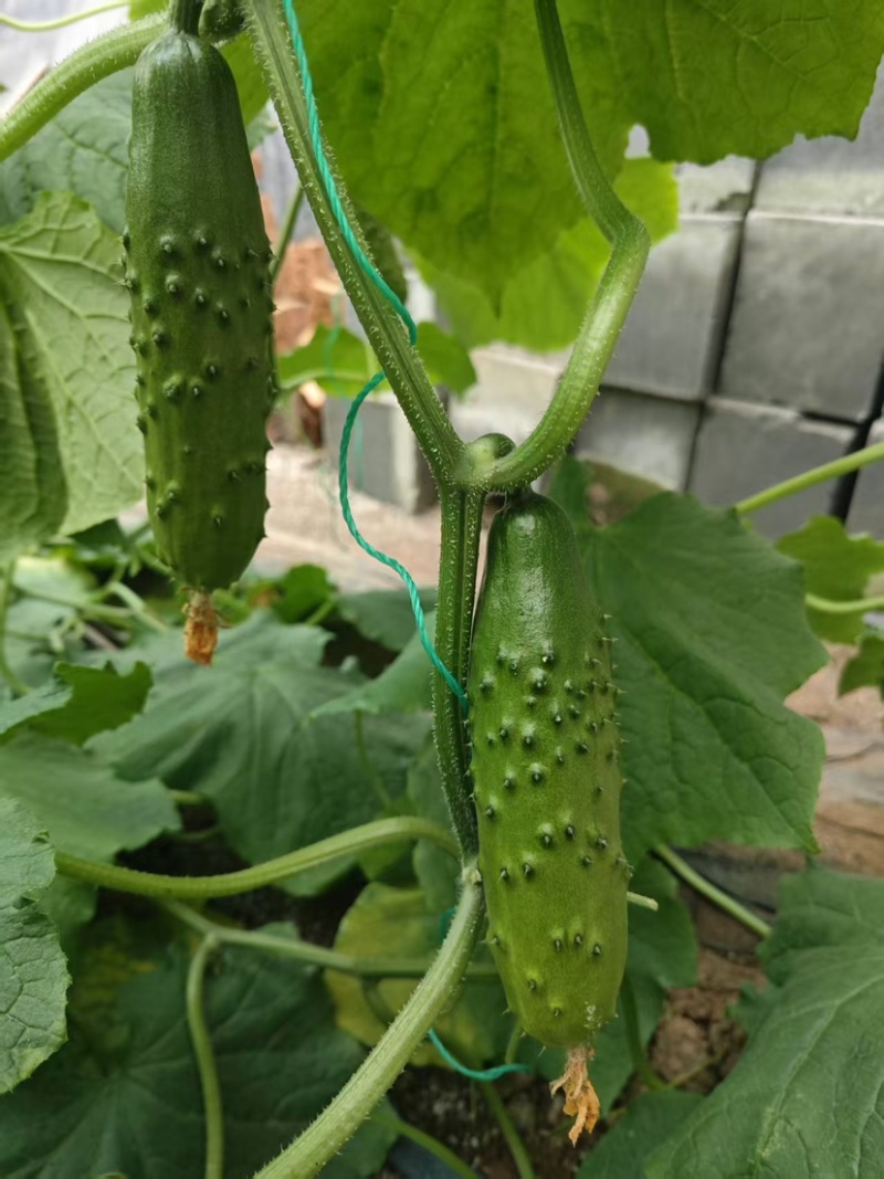 旱黄瓜嫁接苗浅绿色四季可种植嫁接水果黄瓜苗