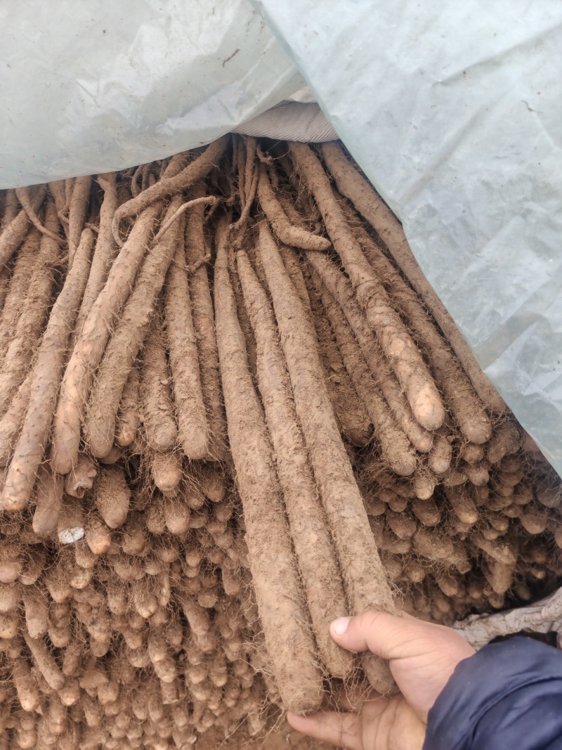 精品白玉山药货源充足量大从优质量保证欢迎咨询