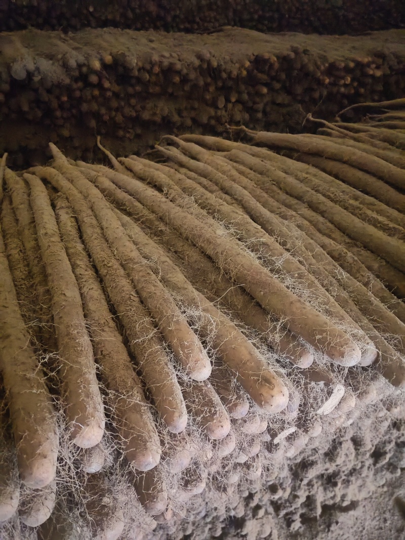 精品白玉山药货源充足量大从优质量保证欢迎咨询