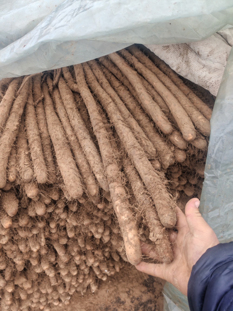 精品白玉山药货源充足量大从优质量保证欢迎咨询