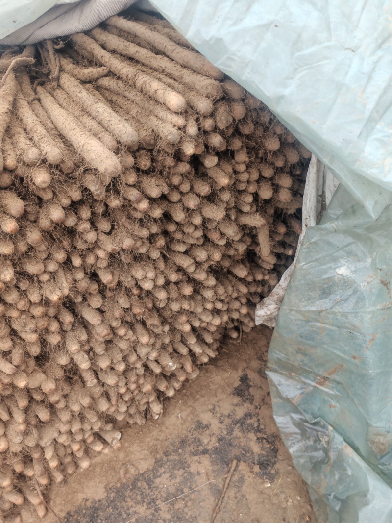 精品白玉山药货源充足量大从优质量保证欢迎咨询