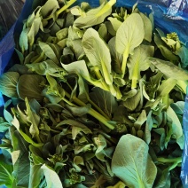 青菜苔菜苔露天菜苔江苏菜苔东台菜苔产地供应