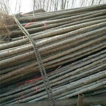 自产自销，各个规格白杨树树苗热销