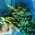 青菜苔菜苔露天菜苔江苏菜苔东台菜苔产地供应