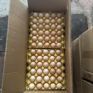 精品双色大午金凤土鸡蛋，一手货源，原场直发，量大更优惠