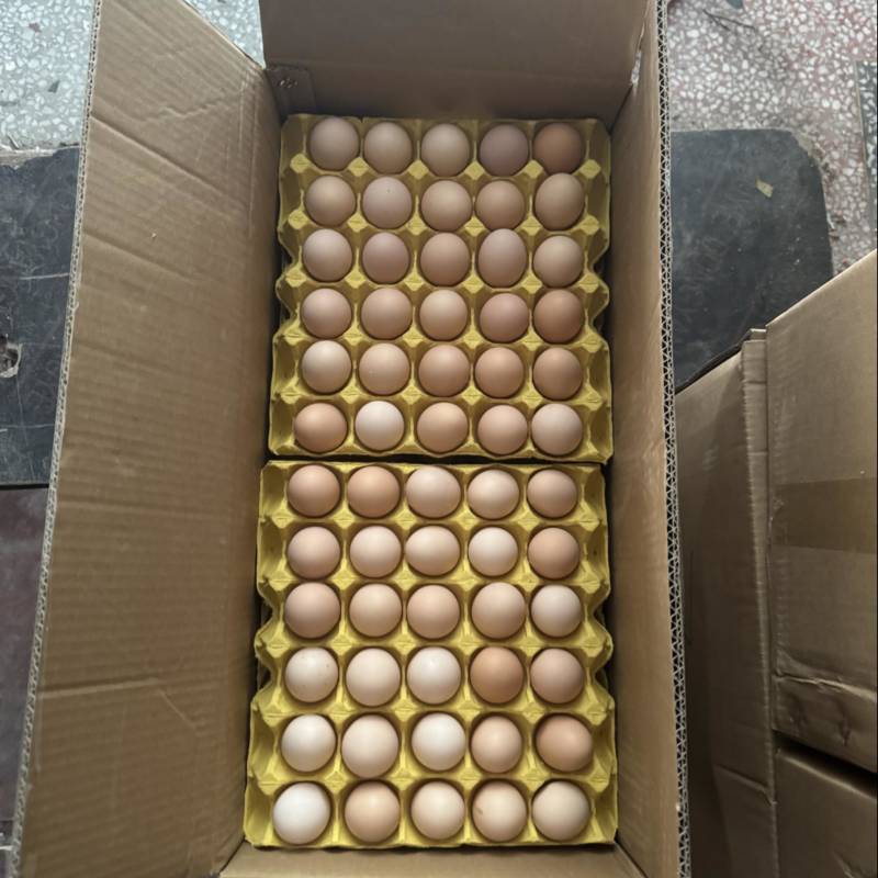 精品双色大午金凤土鸡蛋，一手货源，原场直发，量大更优惠