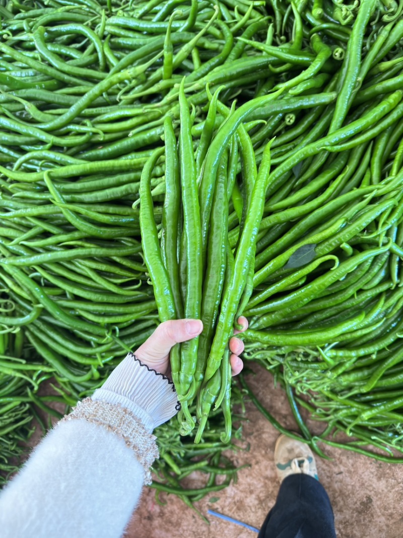 广东8号【线椒】，二荆条，供应各大市场，电商，工厂