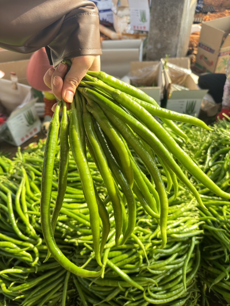 广东8号【线椒】，二荆条，供应各大市场，电商，工厂