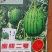 嫁接甜王西瓜苗美都西瓜苗2K，4K西瓜苗，品种保证包邮到