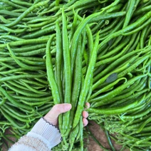 广东8号【线椒】，二荆条，供应各大市场，电商，工厂