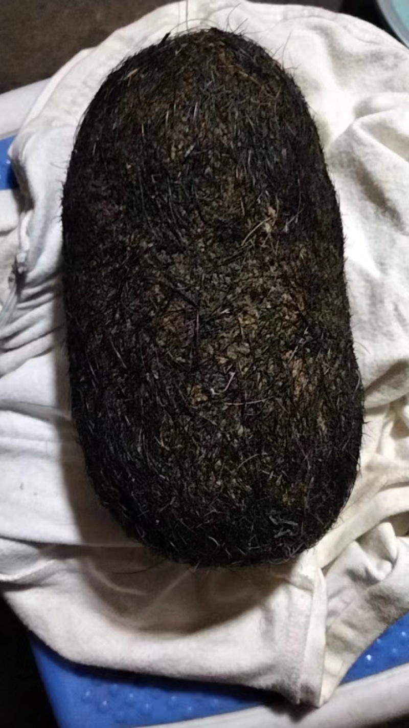 猪宝，**