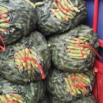 精品蚕豆大掉价