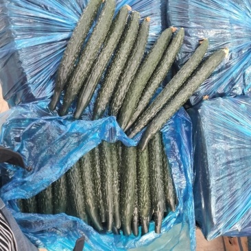 滑县嫁接油量型密刺黄瓜