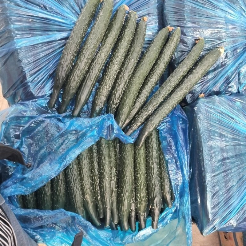 滑县嫁接油量型密刺黄瓜