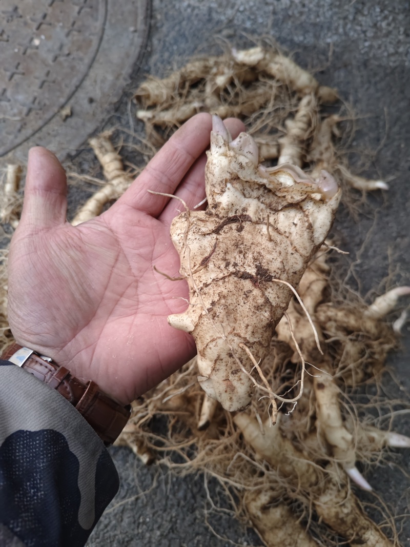 鸡头黄精栽子种子，产地一手货源，品质保证，欢迎洽谈合作